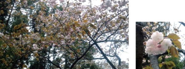 A double-flowered cherry blossom (yae-sakura) that grows on the university campus