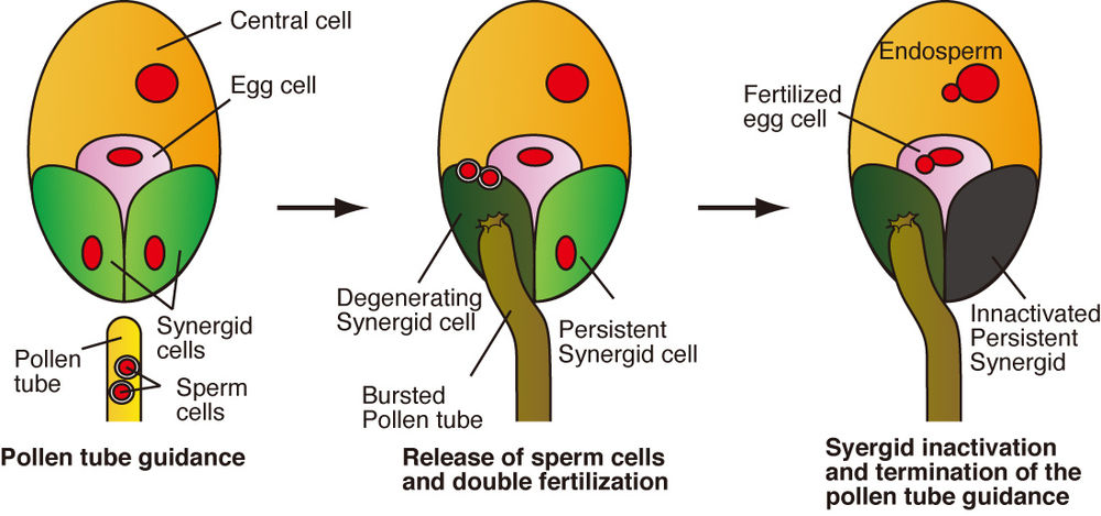 Figure 1. Double fertilization and persistent synergid inactivation. Schematic drawing of an ovule attracting a single pollen tube (left), the ovule receiving two sperm cells from the pollen tube (middle), and inactivation of the persistent synergid after double fertilization (right).