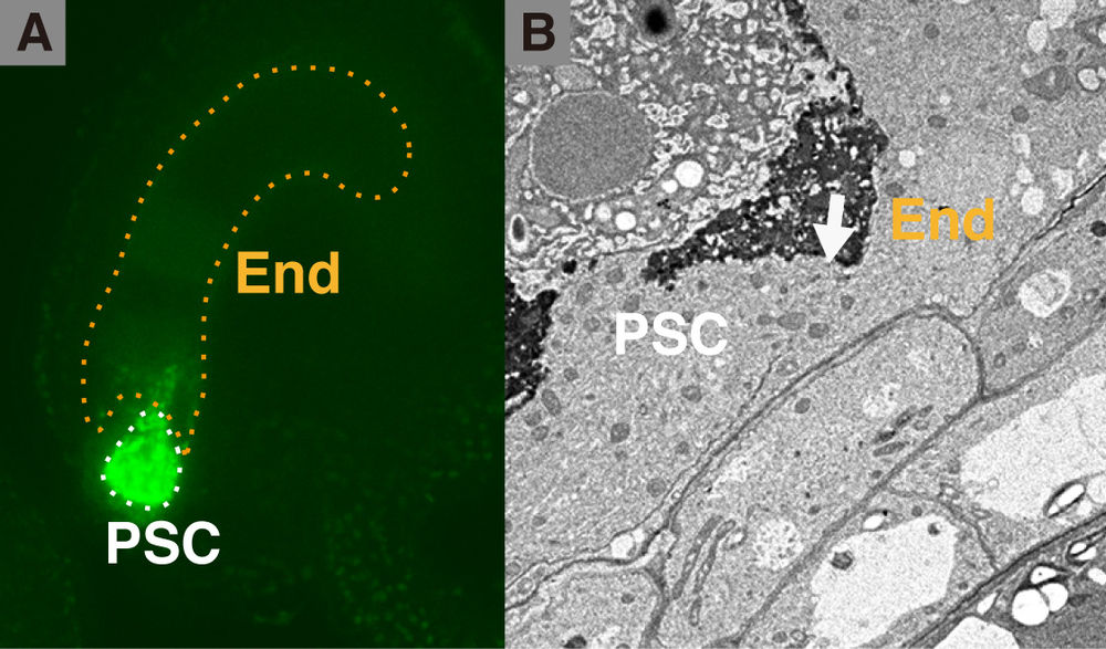 Figure 2. Synergid-endosperm fusion (SE fusion). (A) Migration of mitochondria (green) from the persistent synergid (white dotted line) to the endosperm (orange dotted line). (B) Electron micrograph of fusion site (arrow). "End" and "PSC" are abbreviations of endosperm and persistent synergid cell, respectively.