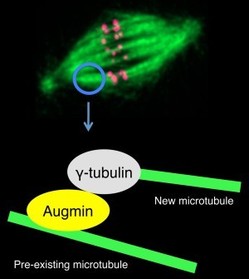 Fig. 1: The augmin and γ-tubulin protein complexes work cooperatively to amplify the number of microtubules during cell division (green; microtubules, magenta; kinetochore).