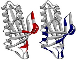 Fig. 1: The regions of birch pollen allergen that produce peaks on the AUF plot at low hydrophobicity (right, blue) correspond closely with the regions of the epitopes (red, left).