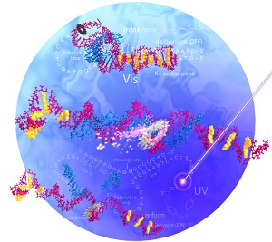 Fig. 1: Schematic illustration showing the light-activated DNA nanomachine cleaving an RNA molecule. Under visible light (top), the azobenzene (yellow)-modified hairpin-shaped DNA molecule (purple) binds to the RNA strand (blue) but remains closed and inactive. Under UV light, it opens (middle) and cleaves the RNA strand (bottom). 