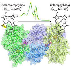 Fig. 1: Protochlorophyllide reduction and the X-ray crystal structure of DPOR NB protein. Pchlide (top left) is converted to chlorophyllide a (top right), the direct precursor for chlorophyll a, by DPOR (bottom center). The conversion can be observed by a spectral change (top center).
