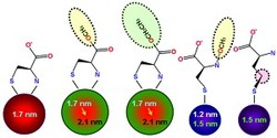 Fig. 1: Using the amino acid cysteine (far left) as a capping agent produces water-soluble quantum dots. Larger or smaller quantum dots can be made by using cysteine derivatives that block amine groups from attaching to the quantum dot surface.