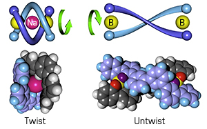 Fig. 1: Schematic illustration showing how the addition and removal of a sodium ion (Na+) causes the molecular spring, consisting of two oligomers (blue) bridged by boron (B) atoms, to twist and untwist repeatedly in only one direction.