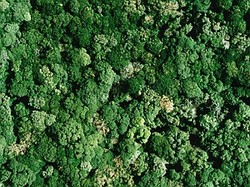 Fig. 1: An aerial photograph of the canopy of the Tatera Forest in southern Japan, an example of an old-growth evergreen broadleaf forest. © 2010 S. Yamamoto
