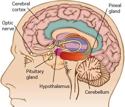 Photoreceptor molecules called Opsin 5 have been shown to help regulate seasonal hormone levels in Japanese quails, and may also be present in the human brain. The gene encoding Opsin 5 was found in the hypothalamus in association with neurons linked to the hormone-producing pituitary gland. © iStockphoto/pukrufus