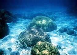 Fig. 1: Ancient Porites corals act as useful indicators of past climate.