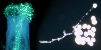 Left: Glowing pollen tubes in pistil / Right: Pollen tube disturbed by AS-ODNs