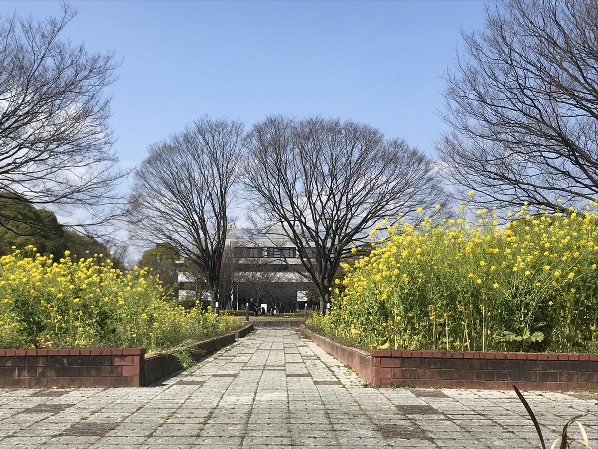 The campus, deserted due to coronavirus restrictions, bright with rapeseed flowers