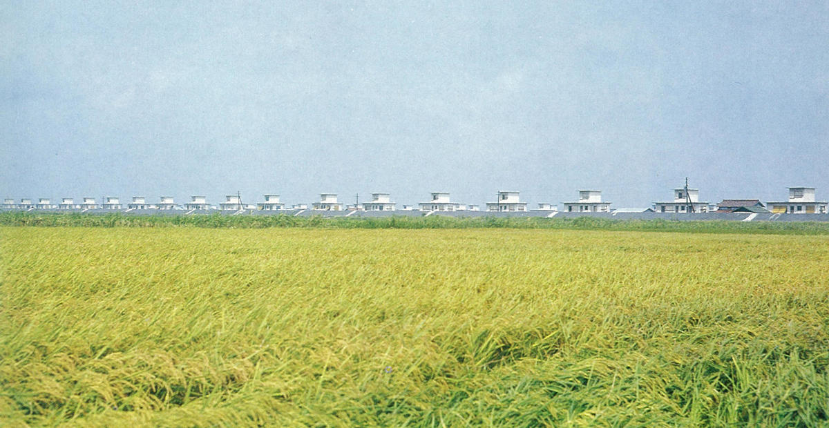 Rows of disaster restoration housing atop the Nabeta Polder dikes in the late 1960s (photo: provided by Yoshihiro Hotta)