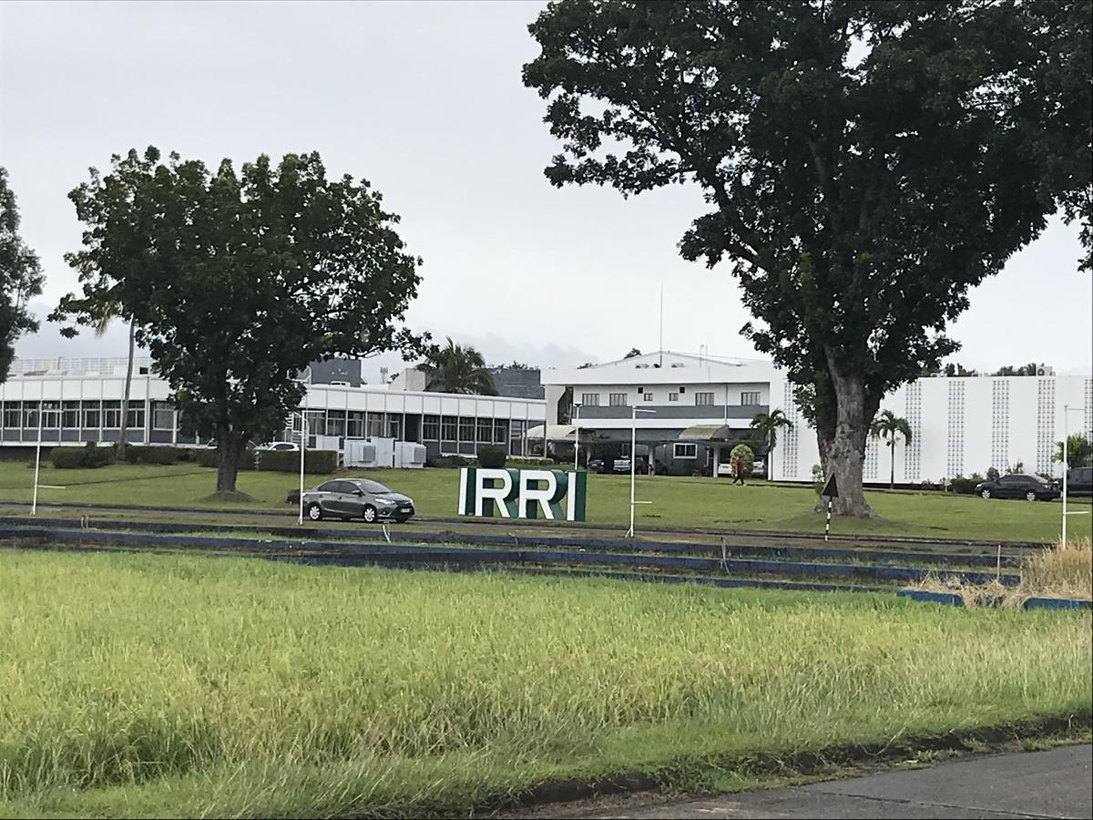 IRRI headquarters, the mecca of rice research where long-term field experiments are being conducted