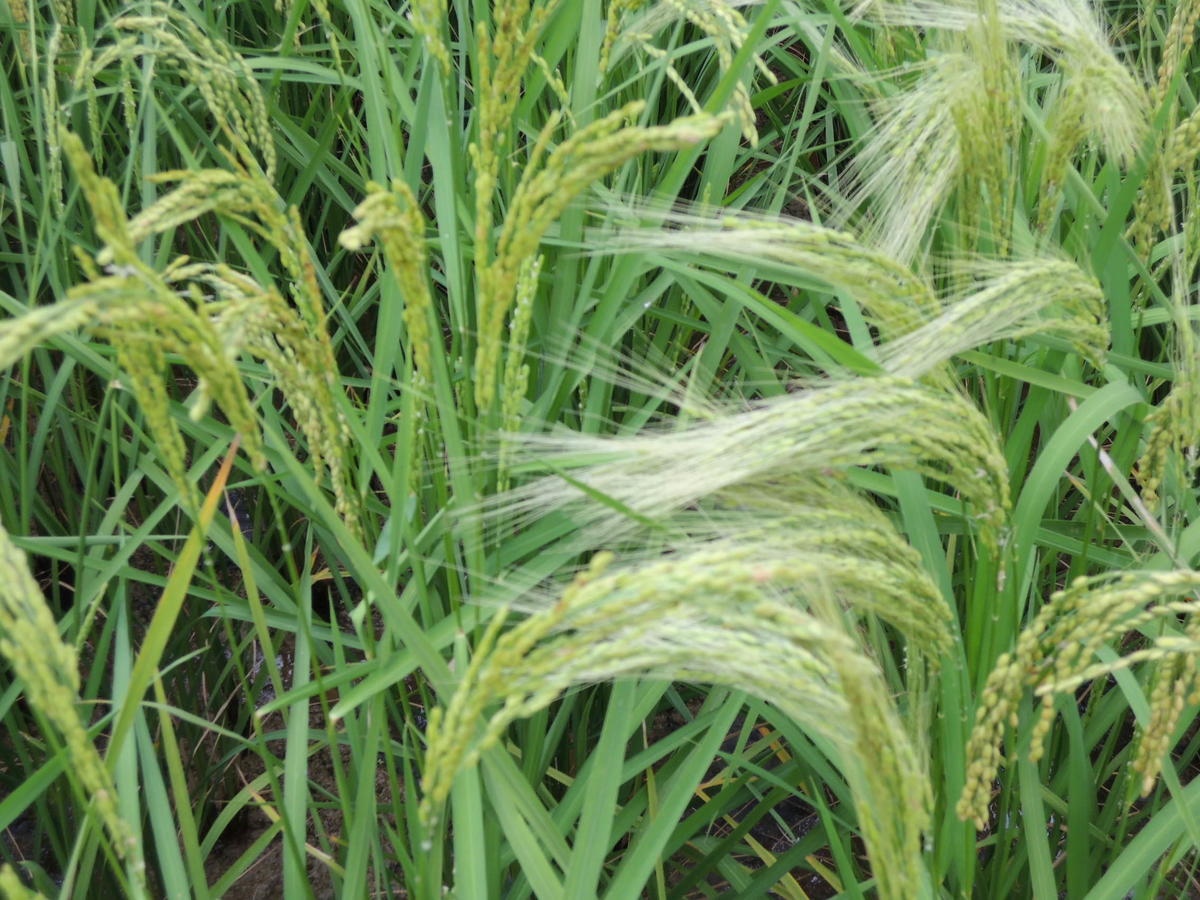 Awned rice (at Togo Fields)