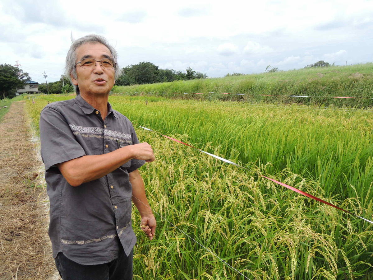 "Universities have a duty to conduct basic research", says Professor Hideki Kitano, here posing in front of Togo Field rice plants