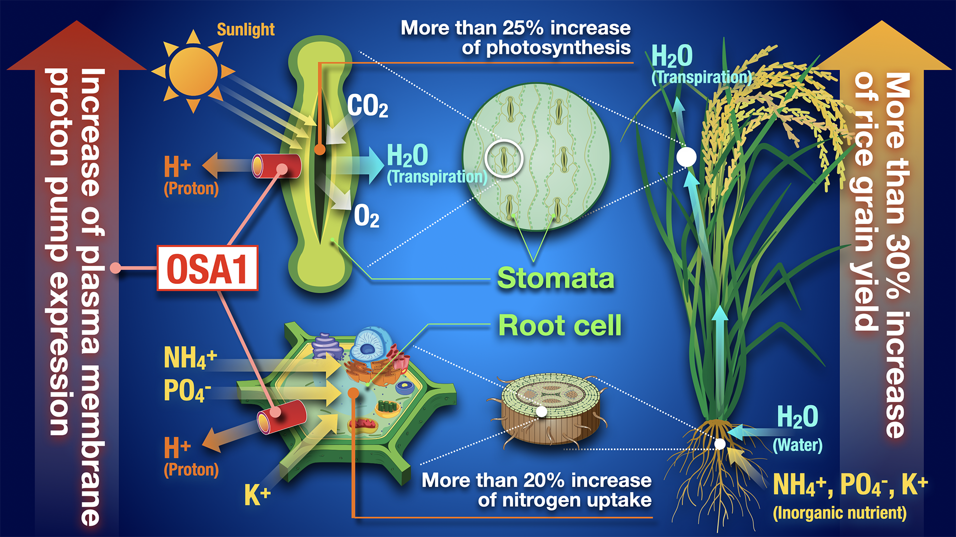 When the cell membrane proton pump gene OSA1 is overexpressed, nutrient uptake and carbon dioxide intake are increased, giving the new strain of rice a yield over 30% higher than wild rice. (Credit: Issey Takahashi)