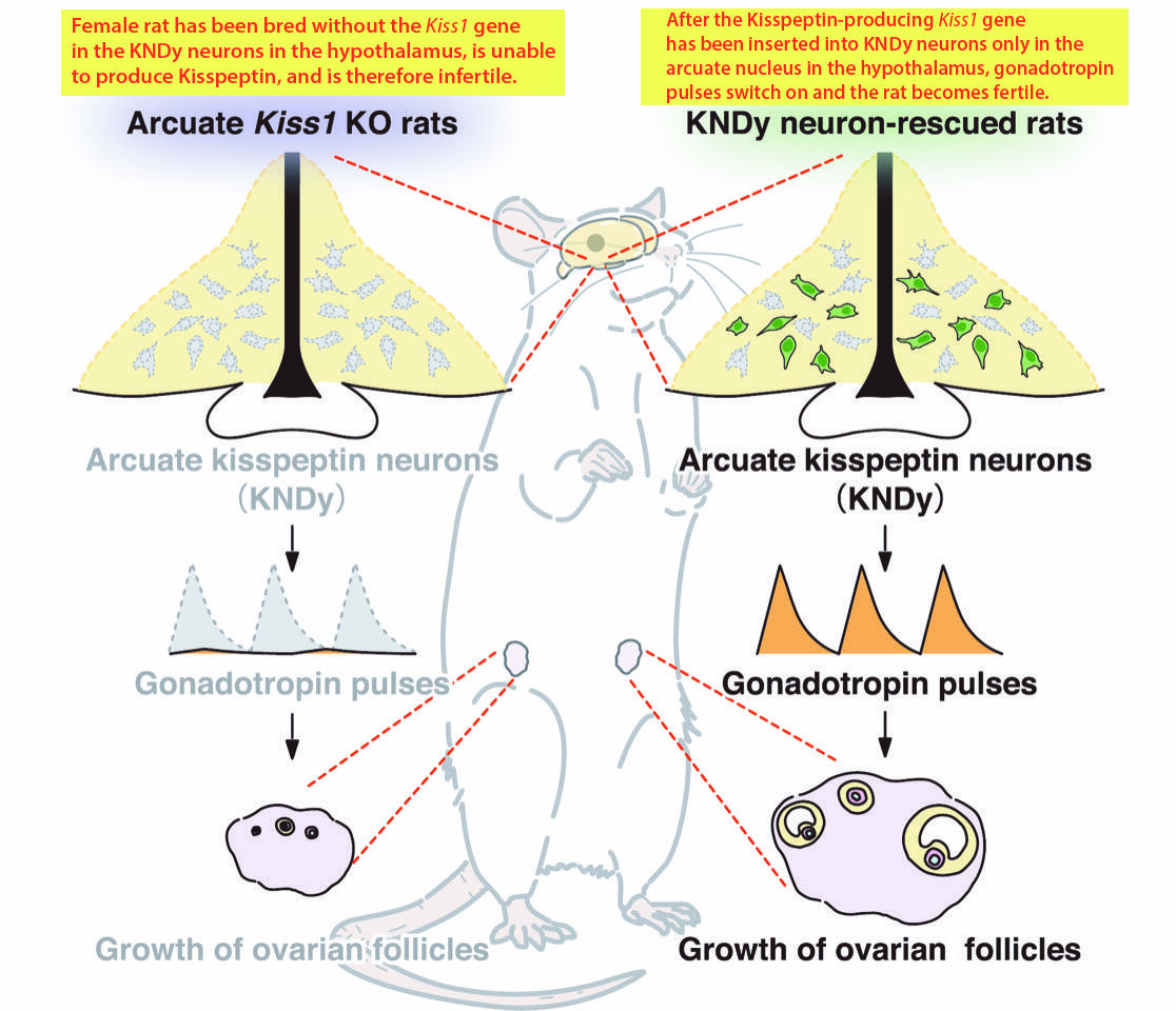 This study has found that KNDy neurons *precisely in the arcuate nucleus of the hypothalamus* are key to controlling ovarian function in mammals. These neurons express signalling molecules (peptides) in the brain that stimulate pulses of a hormone -- the gonadotropin-releasing hormone (GnRH) -- which in turn enable the release of gonadotropins that stimulate the growth of ovarian follicles, which leads to fertility.
(Credit: Sho Nakamura)