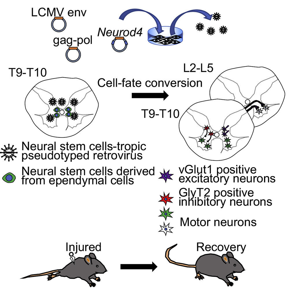 Introducing Neurod4 into neural stem cells derived from ependymal cells in mice just after spinal cord injury promotes neuronal differentiation. The differentiated neurons form synapses, which leads to an improvement in the motor function of their hind legs.
(Credit: Atsushi Natsume)