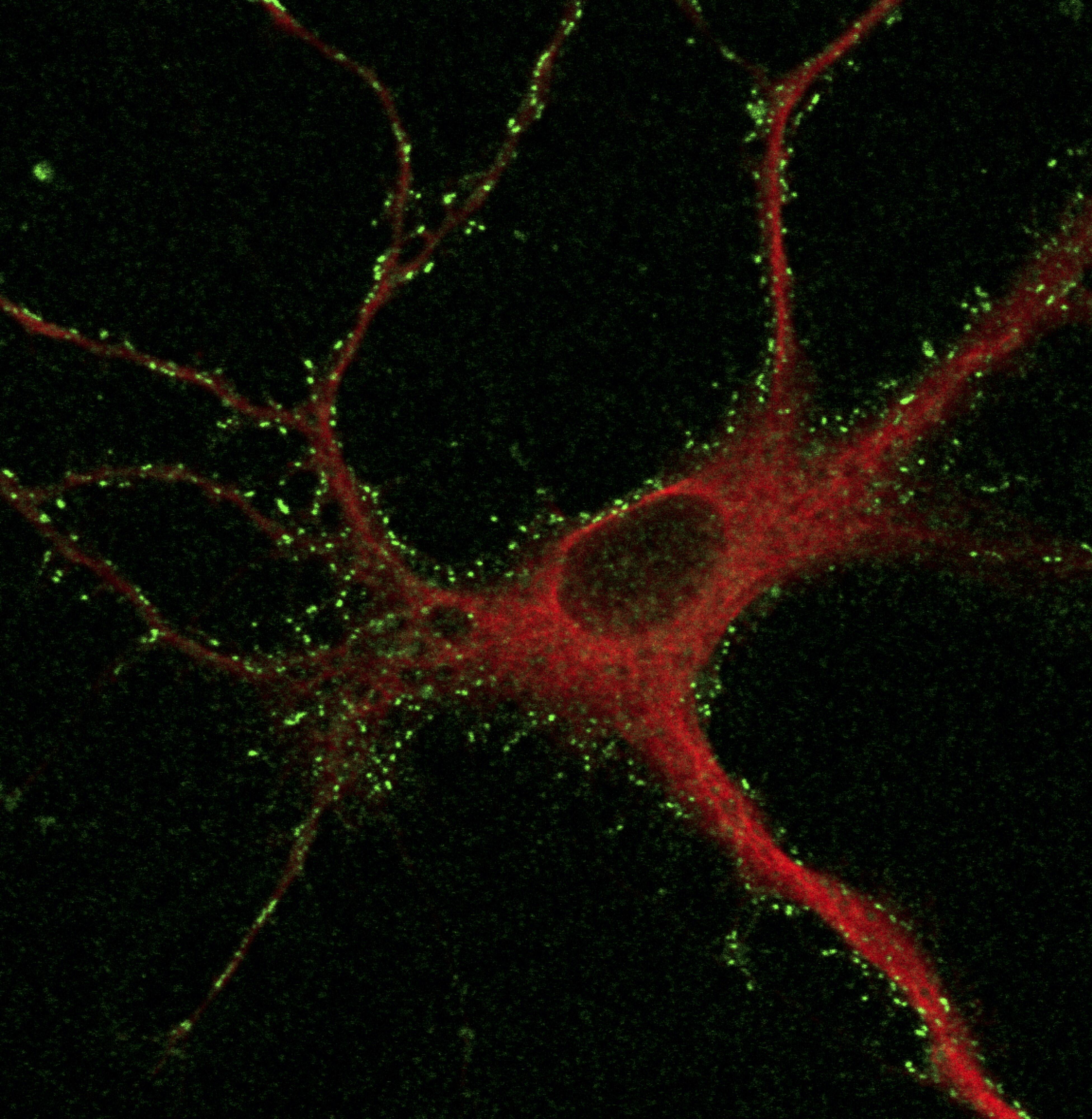 Confocal microscopic image of cortical neurons after two-step labeling. The neurons were fixed, permeabilized, and immunostained with an anti-MAP2 antibody for visualizing the dendrite. Green and red signals indicate labeled fluorescence and anti-MAP2 signals, respectively.
(Credit: Shigeki Kiyonaka)