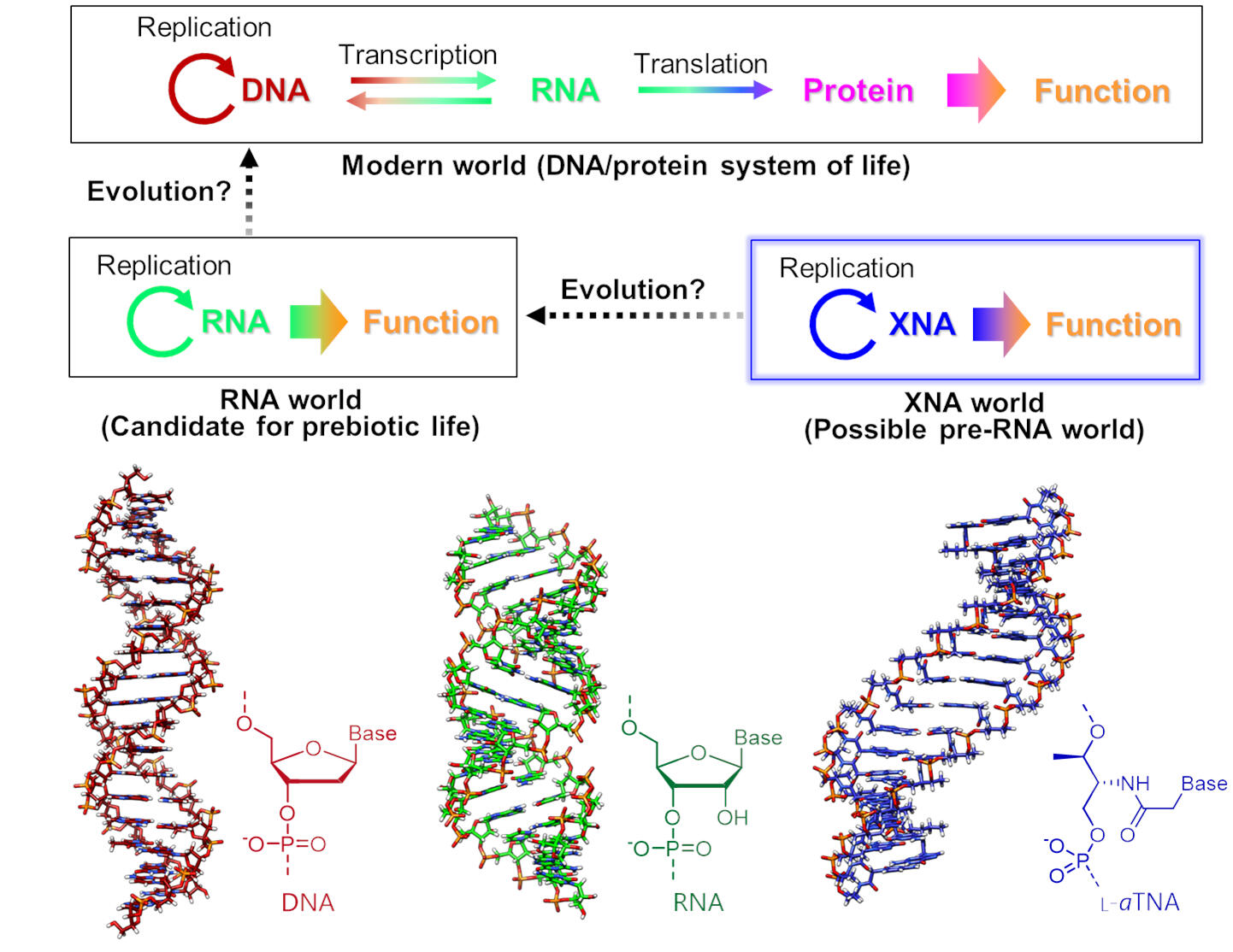 Figure 1: Some scientists think that XNA evolved into RNA, which then evolved into DNA, forming the very beginnings of life. (Credit: Keiji Murayama)