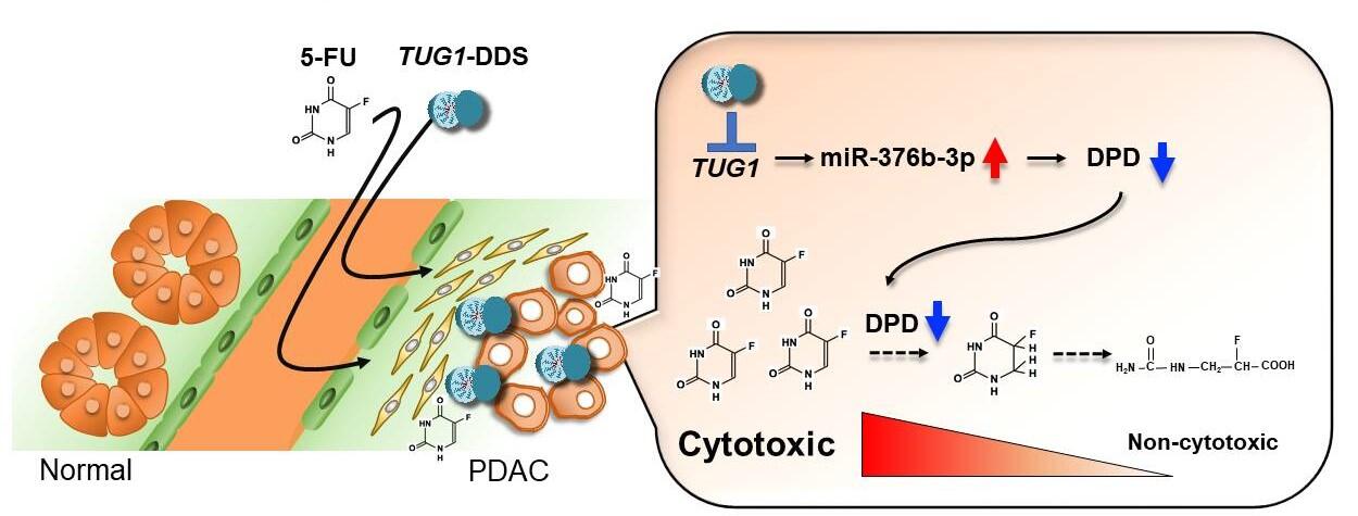 Kondo and his team found TUG1 overexpression in some pancreatic cancer patients leads to increased release of an enzyme (DPD), which breaks down the chemotherapeutic, 5-FU, into a compound that can't kill cancer cells. Targeting this pathway reduced chemotherapy resistance in mice. (Credit: Yutaka Kondo)
