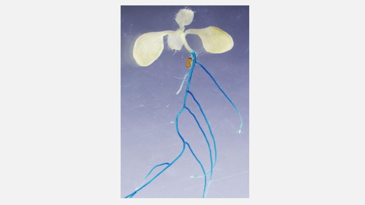 The blue regions in this plant contain the protein CEPH, which activates the nitrate transporter protein NRT2.1 in response to nitrogen deficiency.
(Credit: Yoshikatsu Matsubayashi)