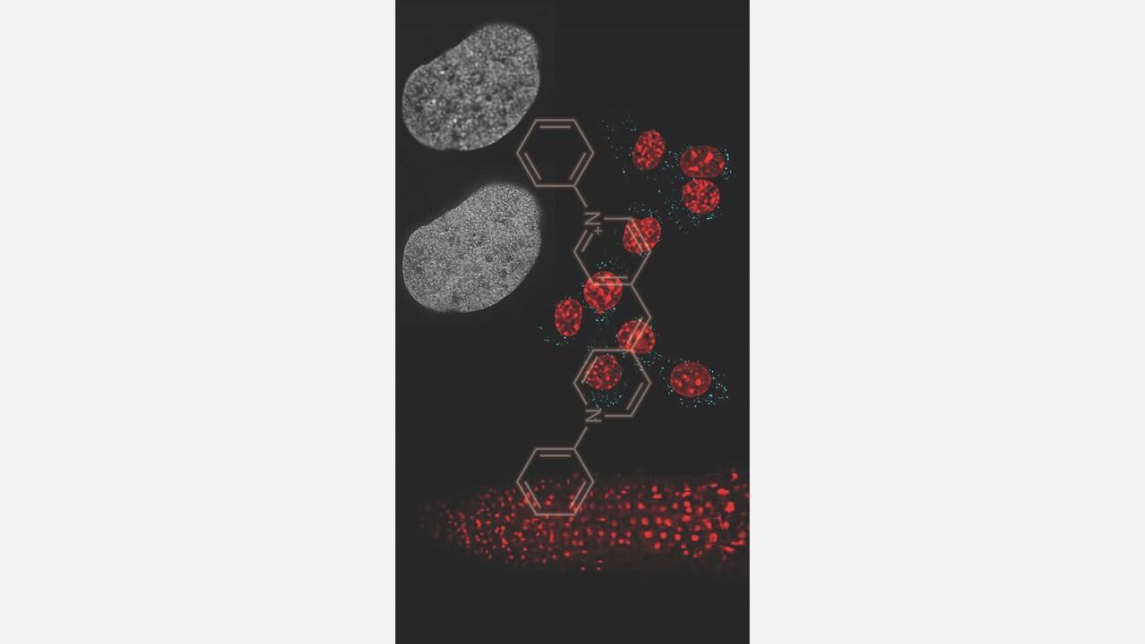 Allowing discrimination between organelle DNA using low phototoxicity visible light, Kakshine offers easy imaging even with cutting edge microscopy techniques.
(Credit: Yoshikatsu Sato)