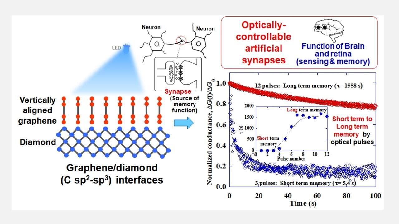 Schematic images of optoelectronic synaptic functions of vertically aligned graphene/diamond junctions.Researchers at Nagoya University, Japan, have taken high-performance computing to the next level with their design of vertically aligned graphene-diamond junctions that mimic the human brain, boosting the information processing speed compared to other modern computers.
(Figure credits: Elsevier / Kenji Ueda from Nagoya University)