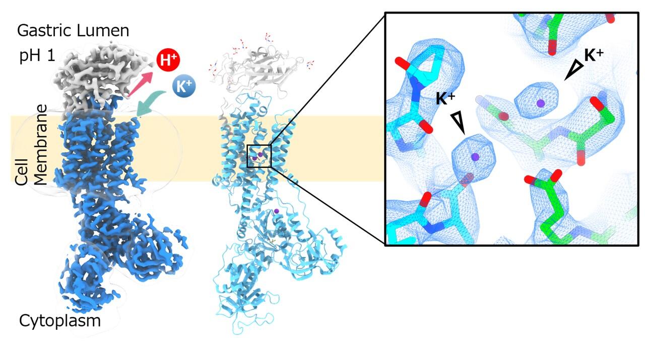 Structure of the gastric proton pump with two K+ ions determined by Cryo-Electron Microscopy.(Credit: Kazuhiro Abe, Nagoya University)