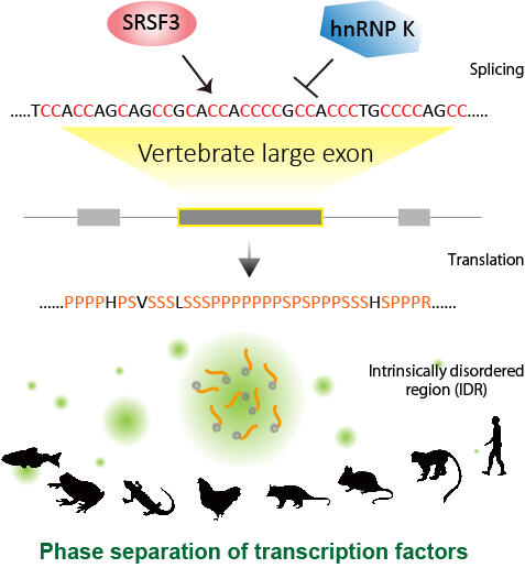 Regulated splicing of large exons ensures proper phase-separation of transcription factors in vertebrates. (Credit: Akio Masuda)