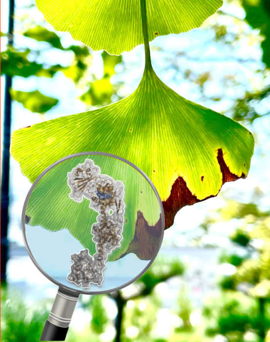 Atomic structural details of a phytochrome protein, taken from the bacterium Xanthomonas campestris, which is responsible for the photosensitivity, signal propagation and pathogenicity. The research team has resolved these details down to atomic scale resolution and has created models that allow a better understanding of black rot disease in crops.
(Credit: Leo Chavas)