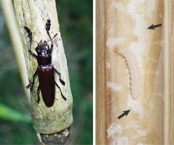 Lizard beetles plant a fungal garden inside dead bamboo stems to feed developing larvae.
(Credit: Wataru Toki)