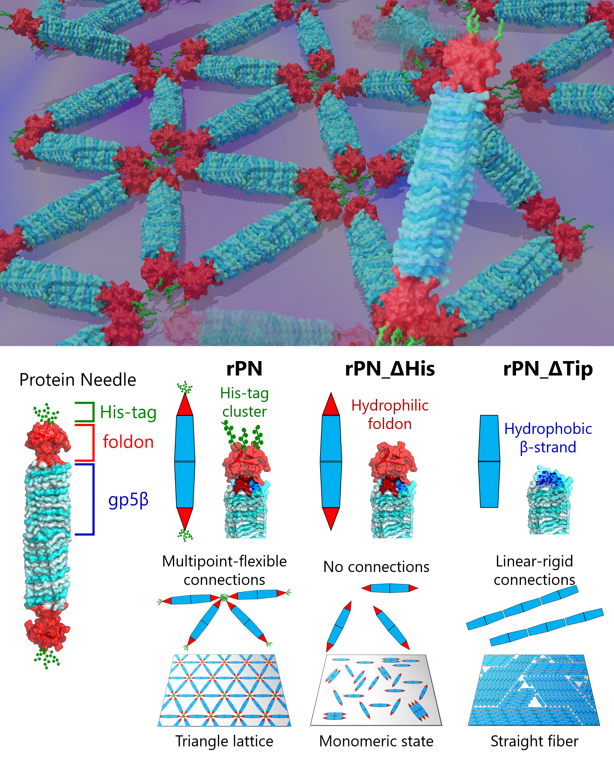 Figure 1. Engineered protein needles and their assembly on a mica surface. Scientists have long been attempting to decode the complex sub-structures of proteins.Now, researchers from Tokyo Tech have finally shed light on this front with the investigation of engineered protein self-assembly using protein needles.