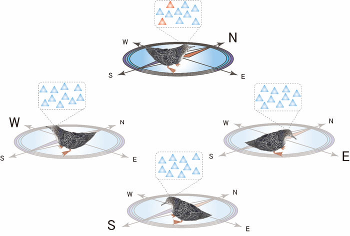 Roughly 20% of cells in the brain (medial pallium; red triangles) increase their firing rates when the chick faces the north, while they (blue triangles) are less active when it faces other orientations (east, west, south, etc.) as shown on the left, right, and bottom. Neurons are represented by triangles, with high activity represented by red and low activity represented by blue.
(Image courtesy: Professor Susumu Takahashi of Doshisha University)