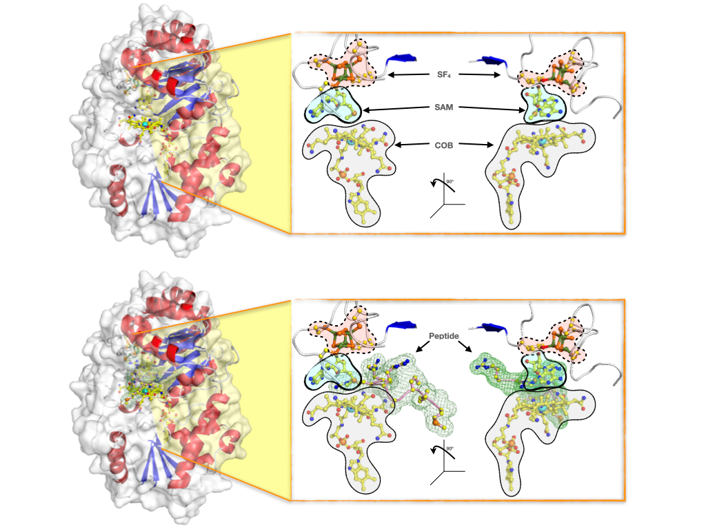Surface illustrations of the enzyme Mmp10, showing (top) the protein with the complete set of co-factors required for the enzymatic reaction to occur (namely: the SF4 cluster, the SAM and the cobalamin COB), and (bottome) the enzyme in action while accommodating the peptide for Methyl transfer. The research team has elucidated the crystallographic details of the reaction and proposed a mechanism by which the protein activates a partner protein that stands as a major contributor of naturally occurring methane production in archaea
(Credit: Leonard Chavas)