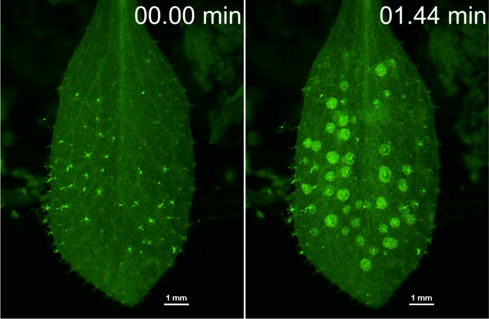 Mechanical stimuli initiate the concentric propagation of intercellular calcium waves away from trichomes.
(Credit: Yasuomi Tada)