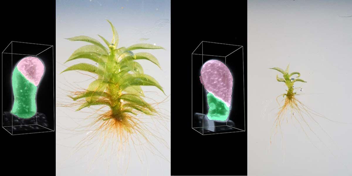 Disturbed cell division in the moss mutant affects plant growth (right) compared to wildtype moss (left).
(Images: Elena Kozgunova)