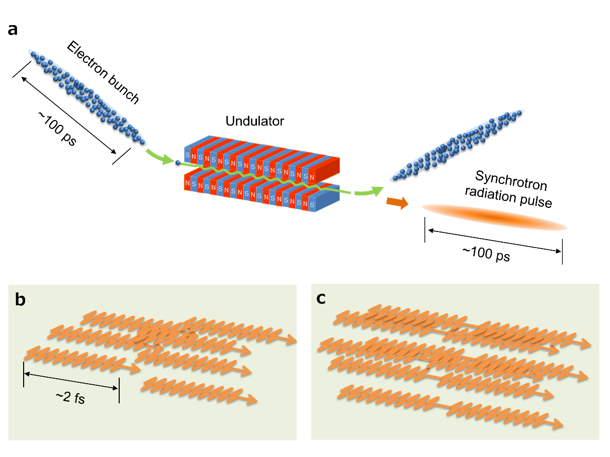 (a) Schematic diagram of synchrotron radiation by single-undulator. The temporal spread of the radiation pulse is determined by the spatial distribution of electron bunch. (b) The radiation pulse contains numerous light wave packets emitted by individual electrons in the bunch. The waveform of wave packet reflects the undulating motion of the electron in the undulator. Each wave packet oscillates only 10 times in two femtoseconds. (c) When a tandem undulator is used, each electron in the bunch emits a double-pulsed wave packet. (Credit: Tatsuo Kaneyasu, SAGA Light Source, Kyushu Synchrotron Light Research Center)