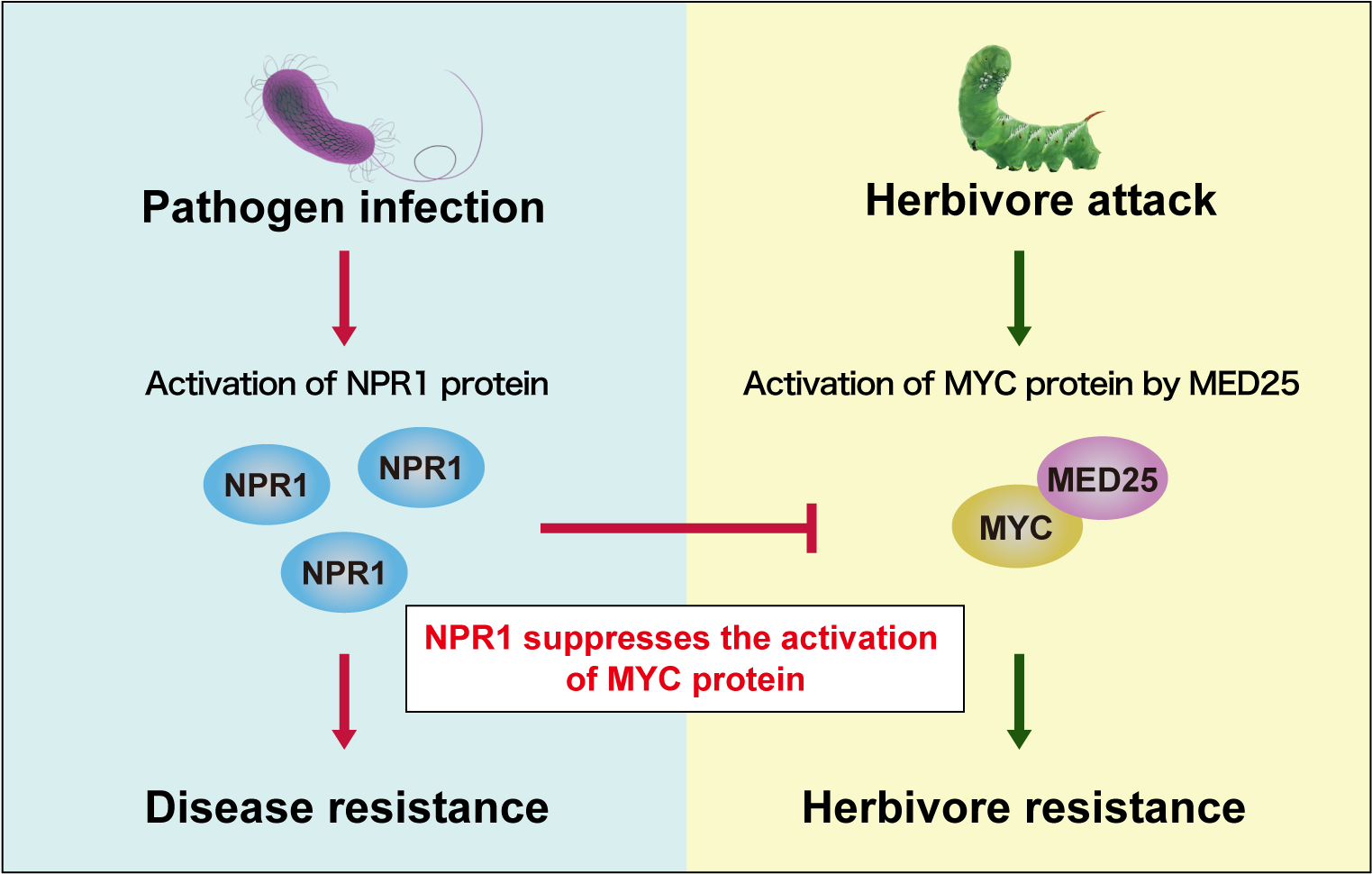 How NPR is involved in the two pathways of plant defense against insects.
(Credit: Yasuomi Tada)