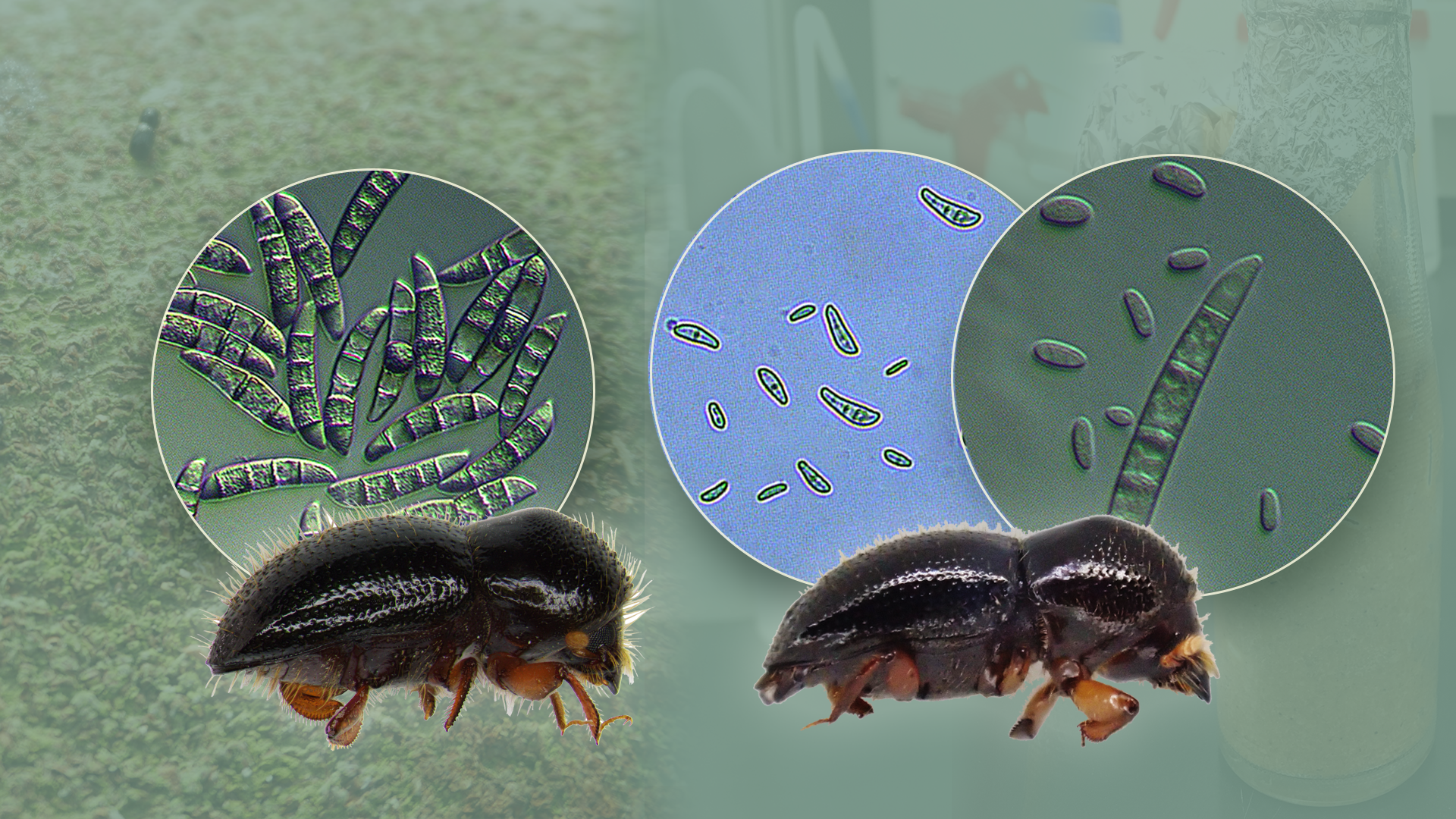 The dominant fungal symbiont in adult females of wild Euwallacea interjectus (ambrosia beetle) (left) is Fusarium kuroshium (left circle). On the other hand, Neocosmospora metavorans (right circle) and an undescribed species of Fusarium fungus (middle circle) were found from those of reared E. interjectus (right).
(Image credit: Dr. Zi-Ru Jiang,Dr. Hisashi Kajimura and Reiko Matsushita)