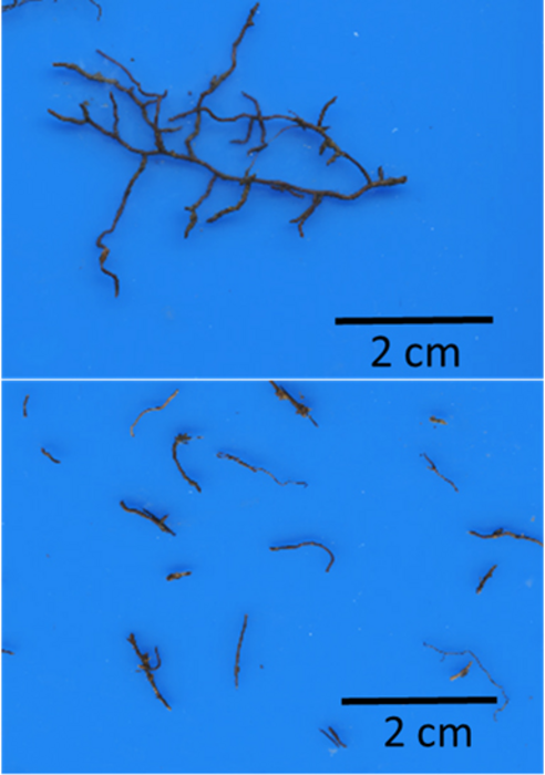 Intact fine roots (above) and fine root litter (below)
(Credit Gen Yoshida)