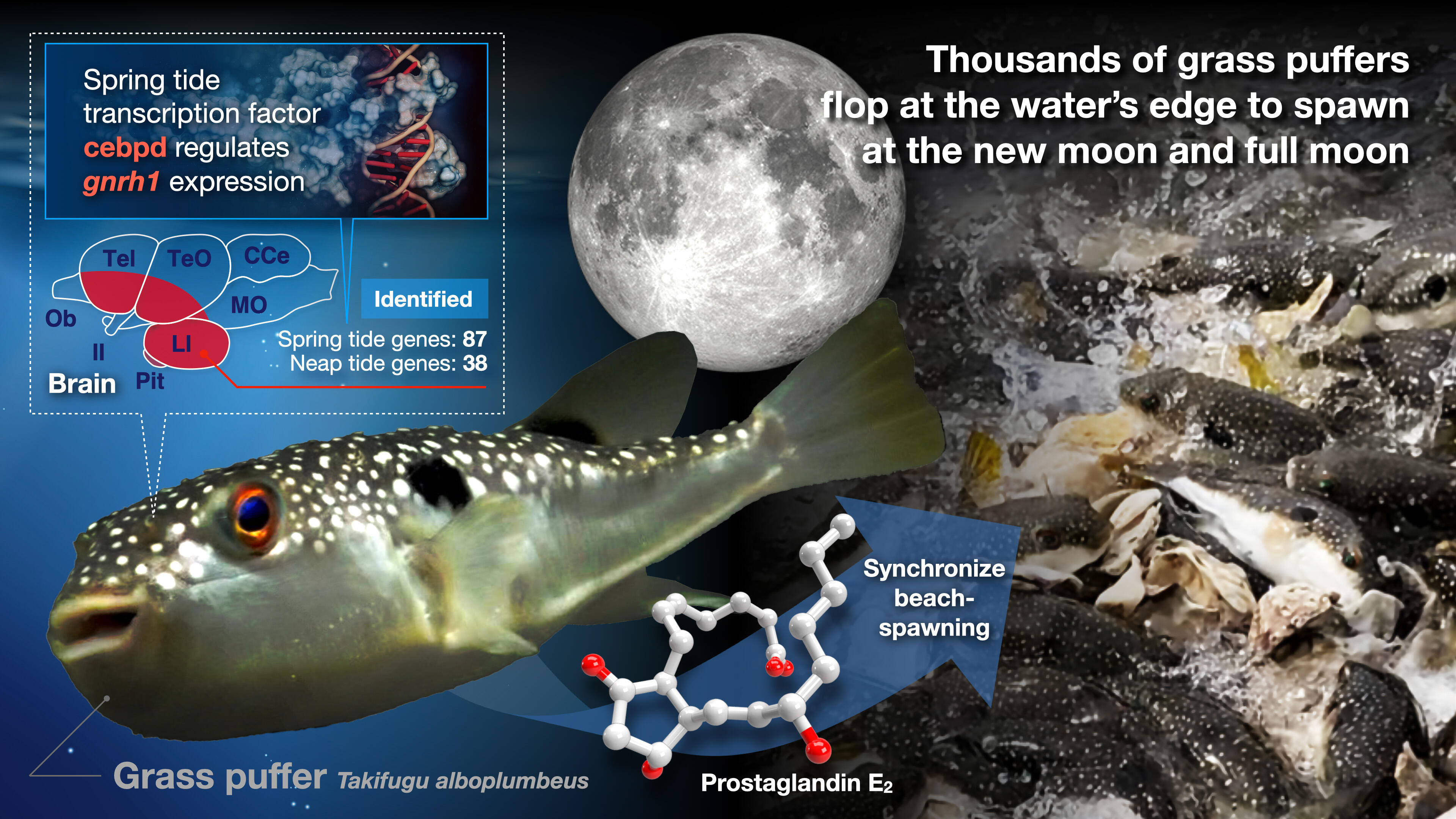 A mechanism that regulates lunar-synchronized beach spawning in puffer fish
(Credit: Issey Takahashi (WPI-ITbM, Nagoya University))