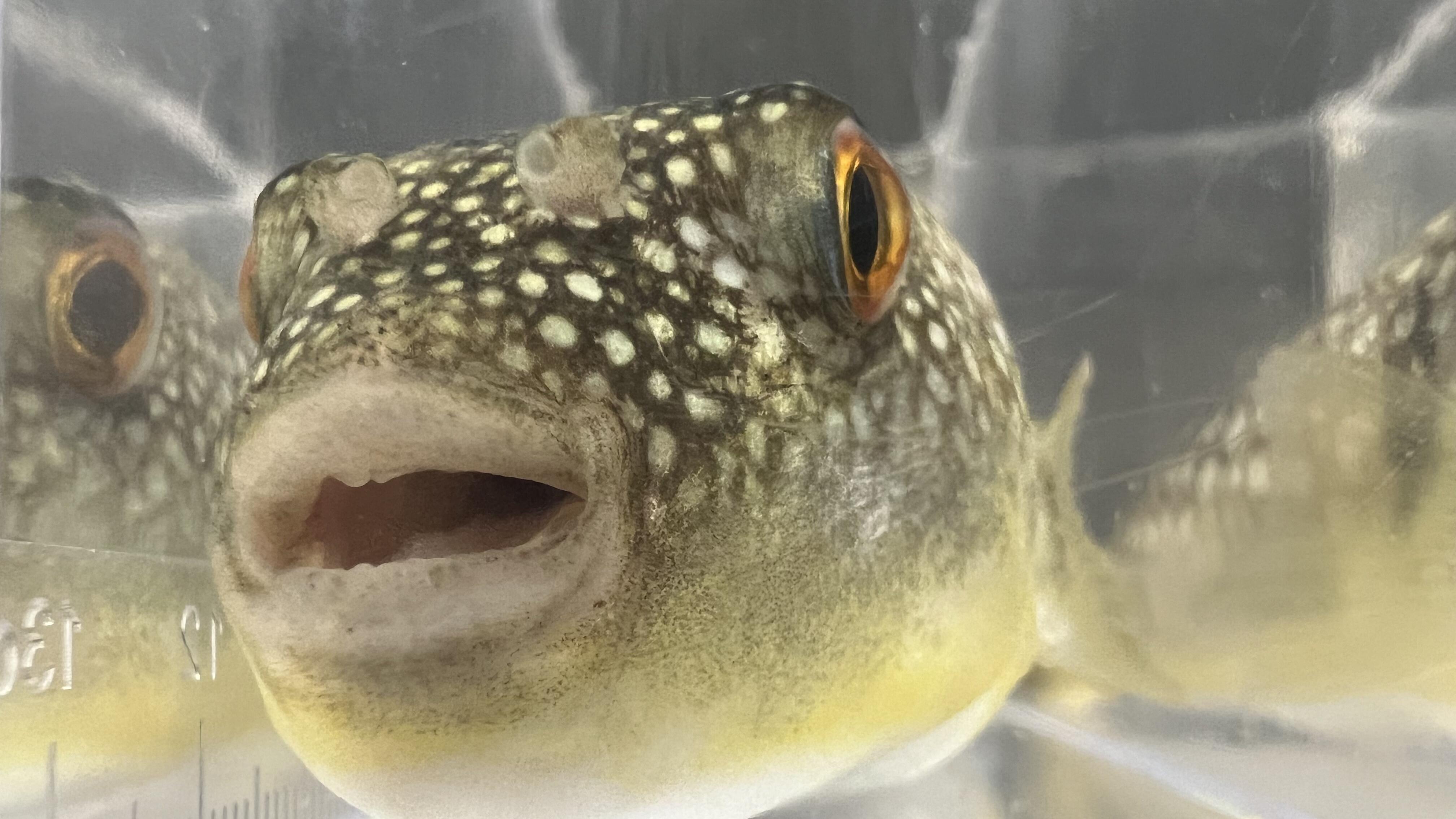 Puffer fish are famous for having a lethal toxin called tetrodotoxin. Research found a non-toxic version of tetrodotoxin that is used to find and eat other animals that contain tetrodotoxin to become toxic and to attract other puffer fish.
(Credit: Dr. Hideki Abe)