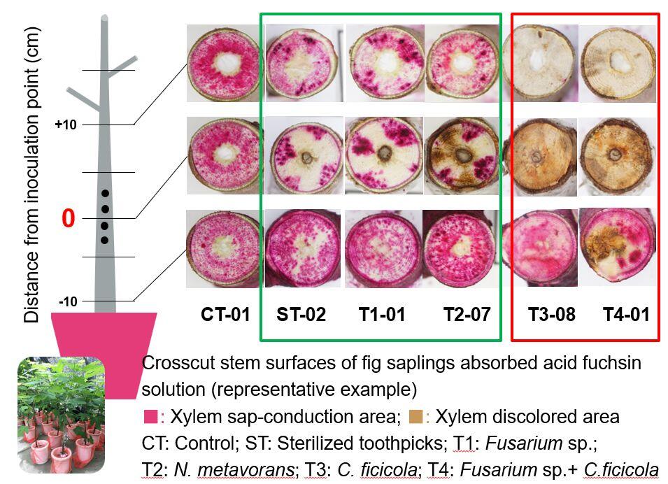 Cross cut stem surfaces of different fungal infections, note especially the discoloration caused
by Ceratocystis ficicola as well as Fusarium kuroshium + C. ficicola (righthand red box).
(Credit: Zi-Ru Jiang and Hisashi Kajimura)