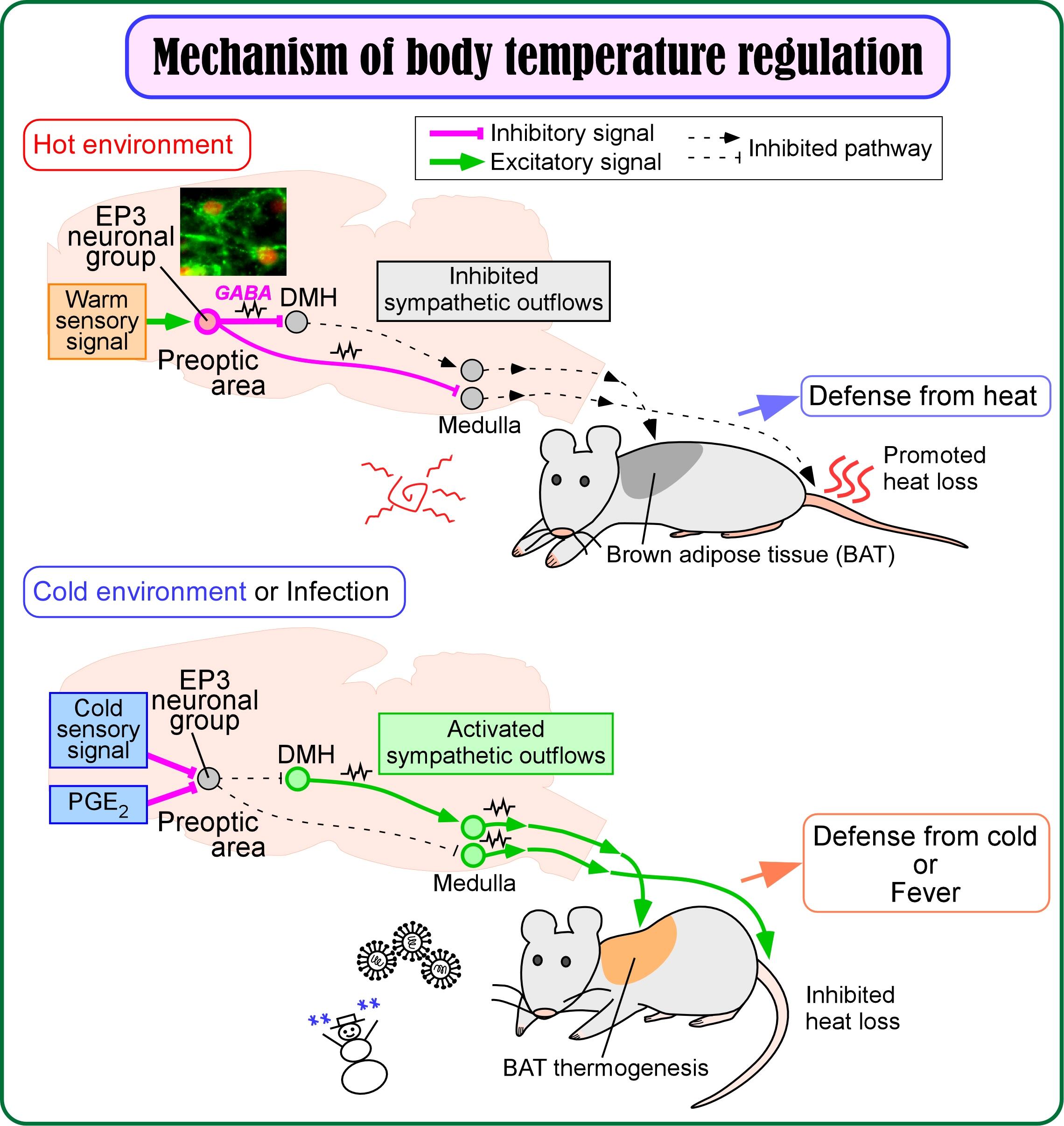 In hot environments, EP3 neurons in the preoptic area continually send inhibitory signals with
GABA to suppress sympathetic outflows to defend body temperature from ambient heat.
In cold environments or during infections, EP3 neurons are inhibited and therefore, sympathetic
pathways are activated to increase heat production and inhibit heat loss to prevent hypothermia or
to develop fever. The activity level of EP3 neurons is a critical determinant of body temperature.
(© 2022 Yoshiko Nakamura)