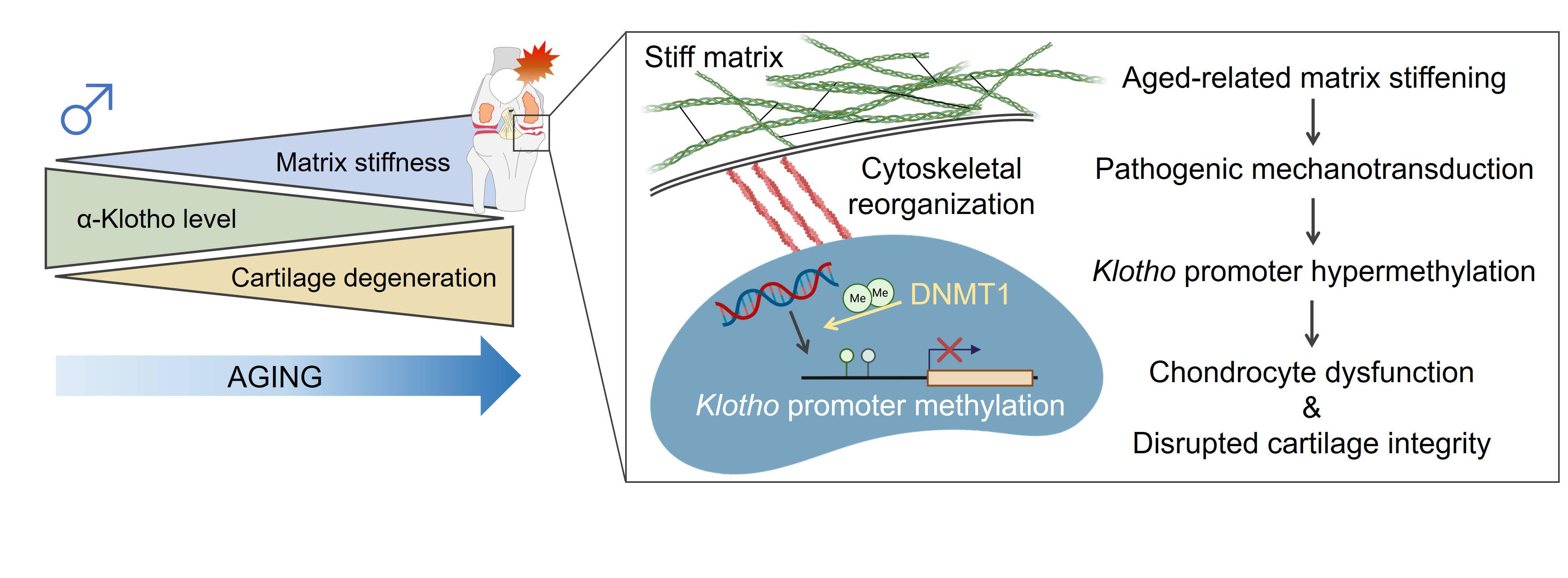 Age-related matrix stiffening in articular cartilage initiates pathogenic mechanotransductive signaling, driving chondrocyte dysfunction as well as disrupted cartilage integrity through Klotho promoter hypermethylation. Portions of the figure were created with biorender.com
(Credit: Ambrosio et al, Nature Communications)