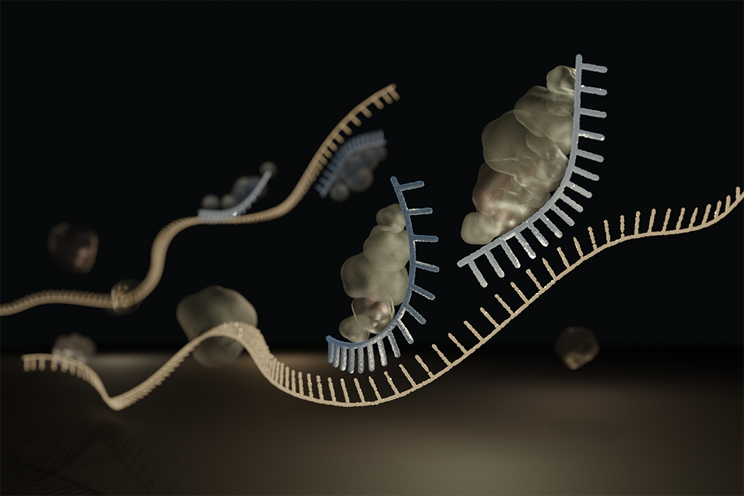 Researchers identified two miRNAs that are downregulated in the disease and an uncommon situation that occurs in which multiple miRNAs regulate the same set of genes.
(Credit: Reiko Matsushita)