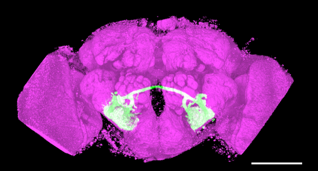 Researchers discovered the strength of the response of a specific component of the auditory neuron circuit (shown in green) partly explain the fruit flies’ preferences for specific rhythms. (Credit: Takuro S. Ohashi)