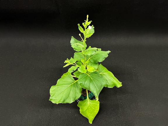 Researchers decode 95.6% of the genome of *Nicotiana benthamiana* (tabacco plants)
(Credit: Laboratory of Bioindustry Notaguchi's group)