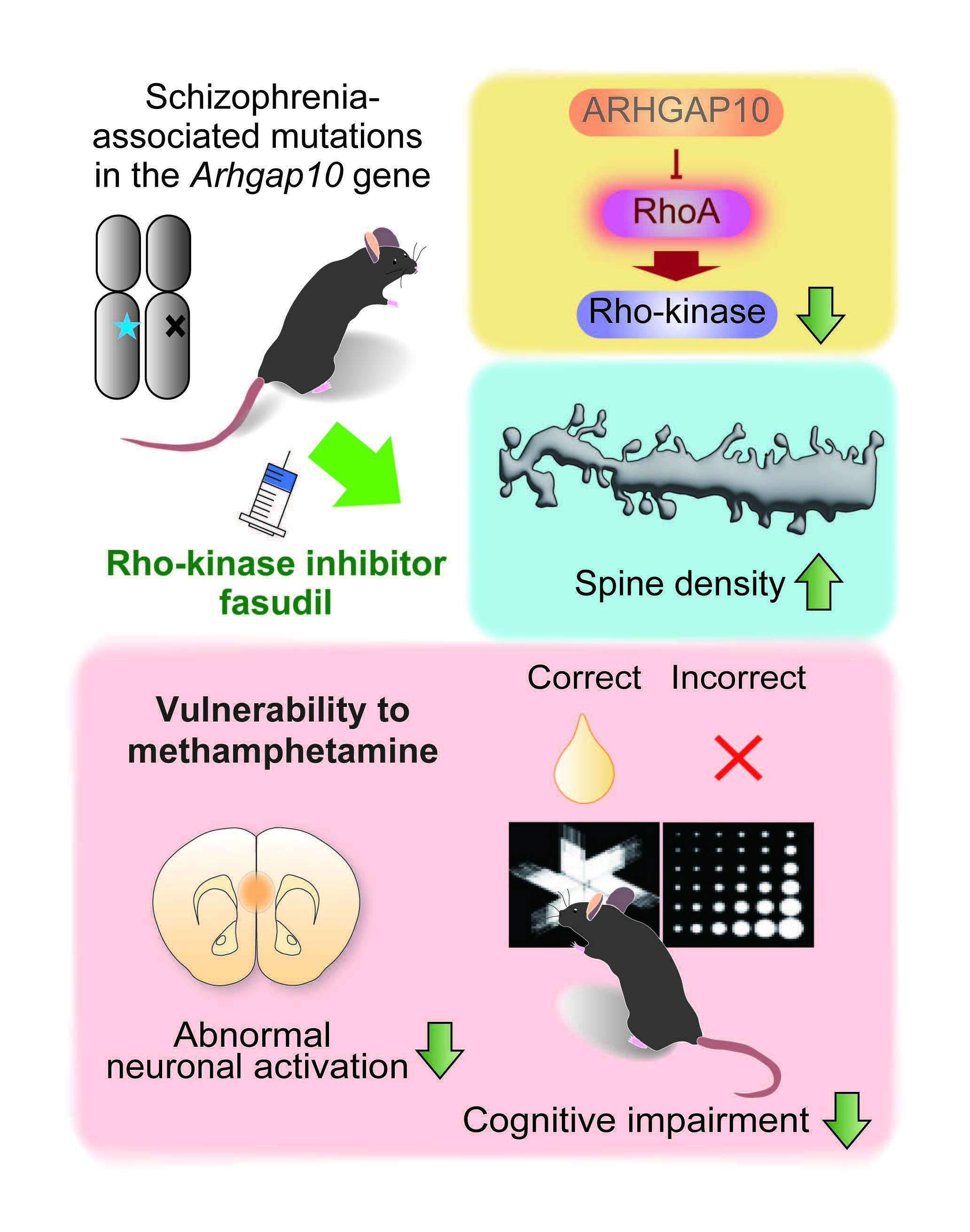 Researchers used the drug fasudil to restore neurons and improve methamphetamine-induced cognitive dysfunction in a mouse model of schizophrenia
(Image credit: Rinako Tanaka, Department of Neuropsychopharmacology, Nagoya University Graduate School of Medicine)