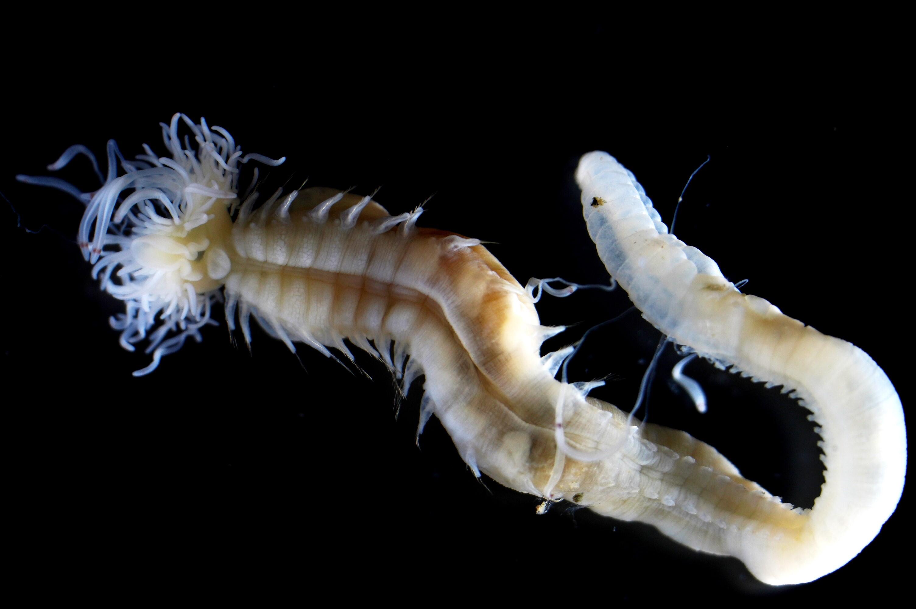 *Polycirrus onibi*, a newly discovered marine worm that glows in the dark was named after a creature from Japanese folklore.
(Image credit: Naoto Jimi (Nagoya University))